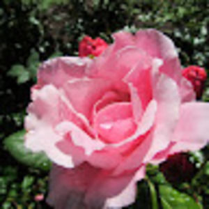 Meet your Posher, Marie